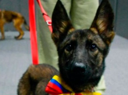Llega Laika a México: La cachorra donada por Venezuela en gratitud por apoyo tras los terremotos