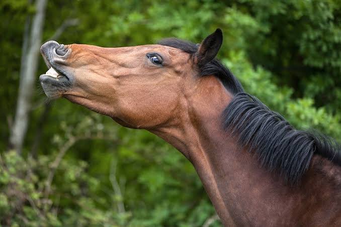 Rescatan a dos caballos víctimas de maltrato en Puebla