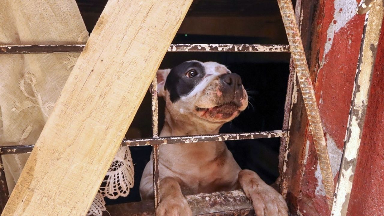Busca Jaime Natale elevar a Fiscalía Especializada la atención a delitos contra animales en Puebla