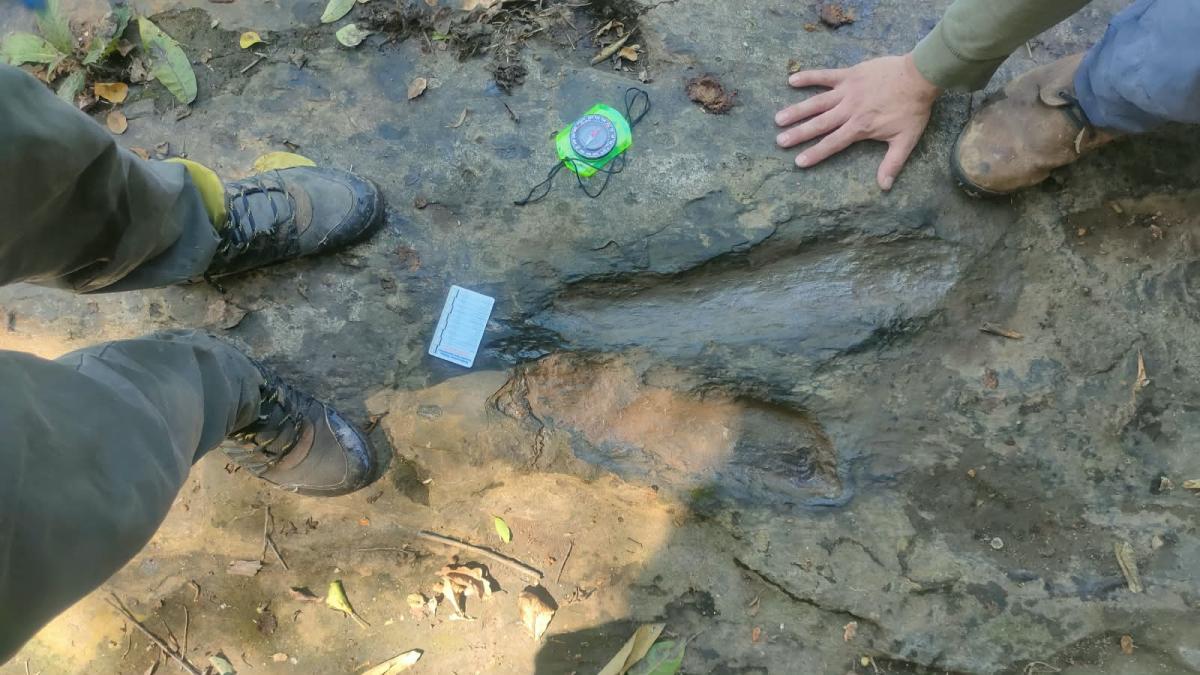 ¿Tiranosáuridos y raptores? INAH confirma hallazgo de 50 huellas de dinosaurio de hace 65 millones de años en Michoacán