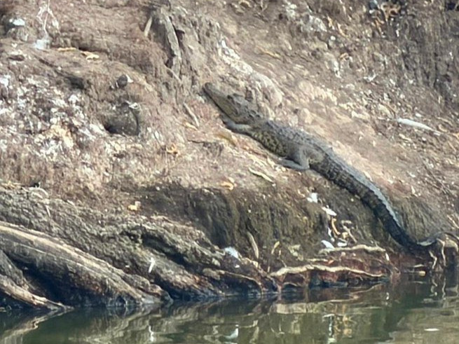 Avistaron de nuevo un cocodrilo en la Laguna de San Baltazar Campeche