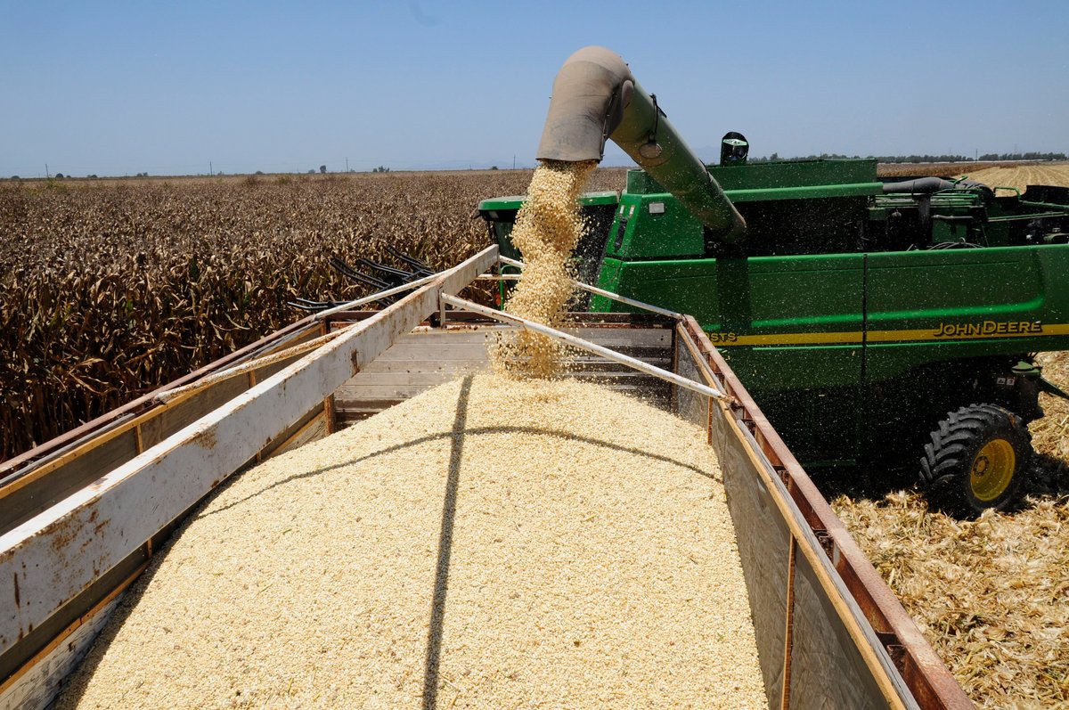 México aumenta importaciones de granos en 2026: maíz amarillo y soya al alza
