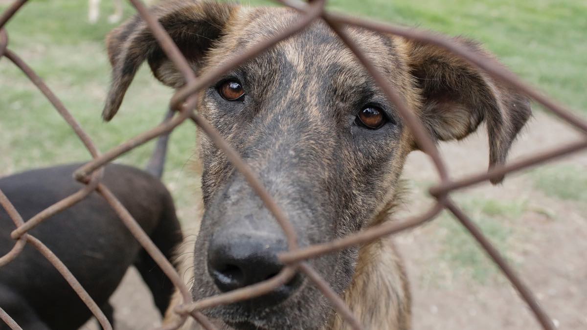 Realiza Puebla capital más de 18 mil esterilizaciones de perros y gatos en 200 jornadas