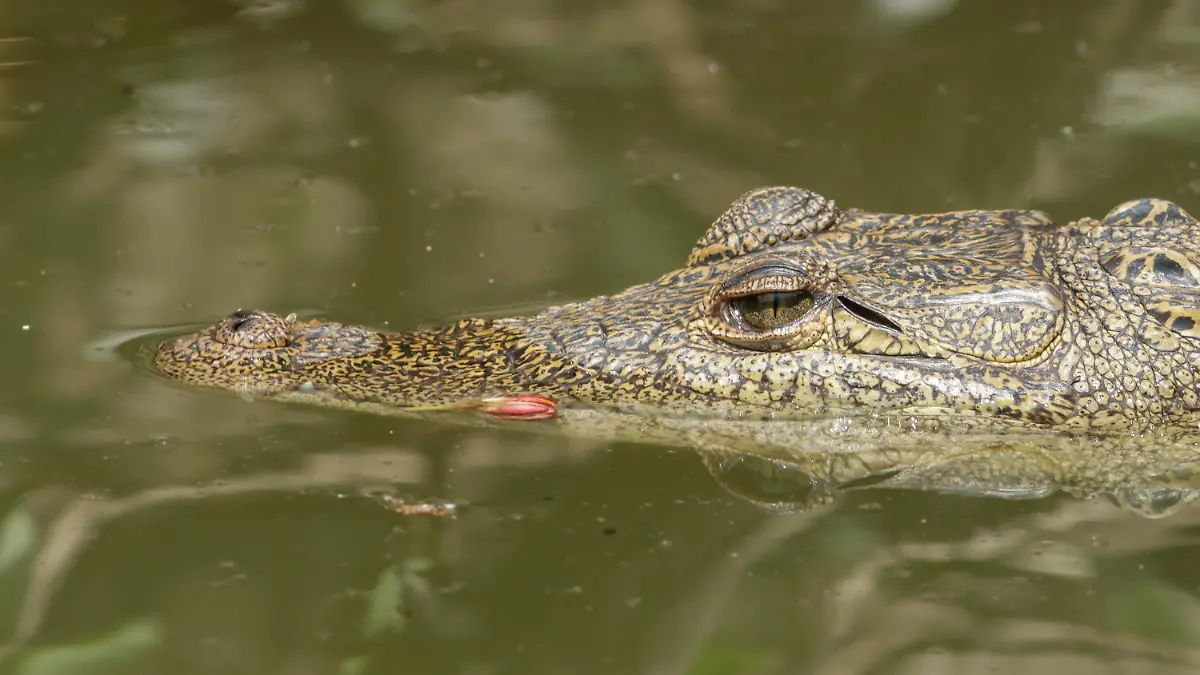 "Fugaz" sigue libre: El cocodrilo bebé de la Laguna de San Baltazar se le vuelve a escapar a la Profepa