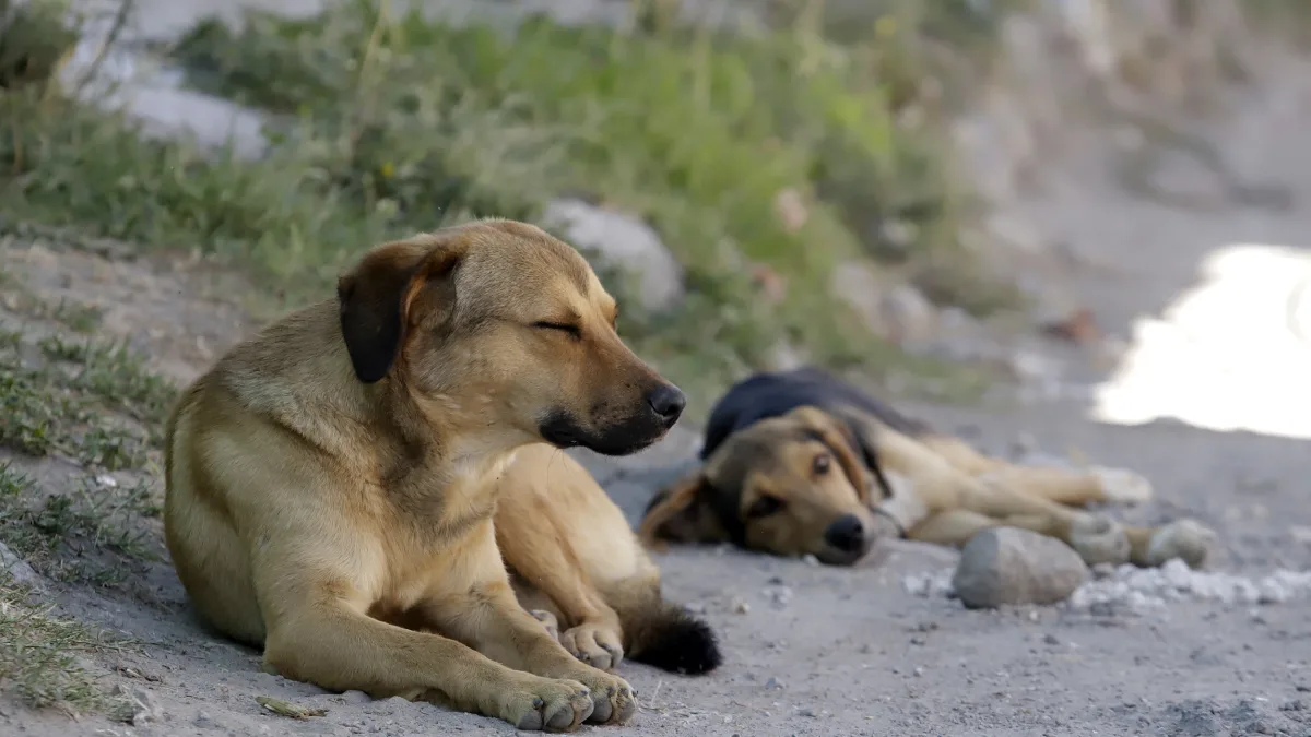 Fiscalía de Puebla crea Coordinación Especializada y Servicio Veterinario Forense para investigar el maltrato animal